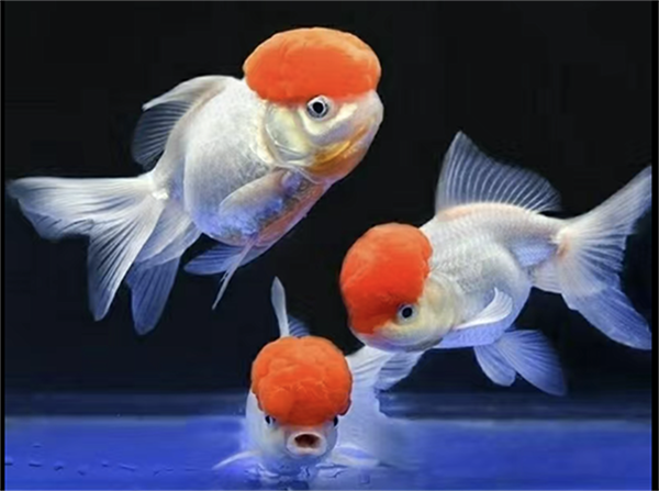 61c7c767ddd22.png WechatIMG73.png