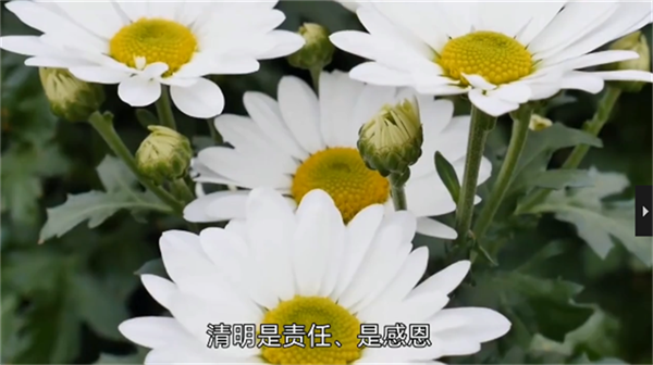 642c066489513.png 清明节11111111111111111111.png