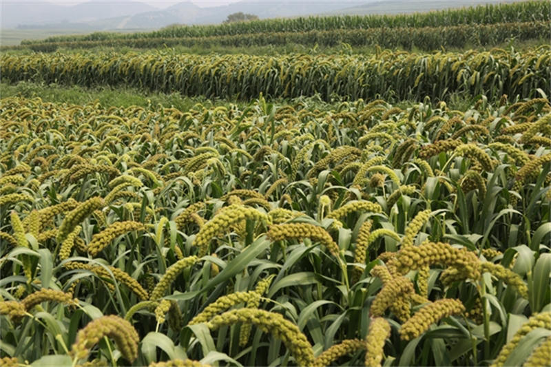 657bf05cb3648.jpg 222222222222222.jpg