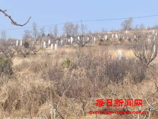 辽宁鲅鱼圈芦屯镇驼台铺村多户村民将几百亩果园林地私下出卖改变土地性质变脸为私家墓地