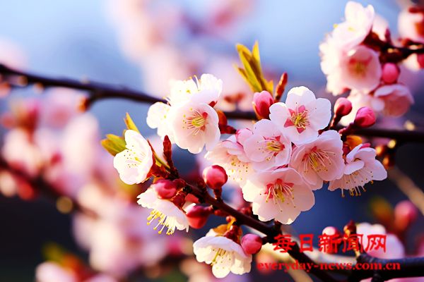 定格春天美好瞬间!湖北泽丰电力首届职工摄