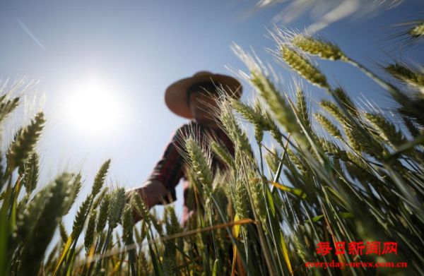 坐秋望夏说饭碗：来自“大国粮仓”的报告