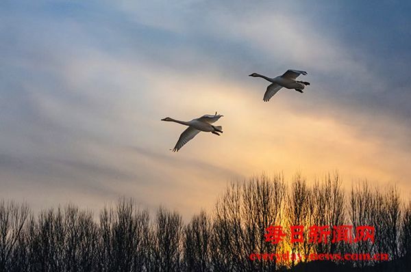 北票往北一一是天鹅