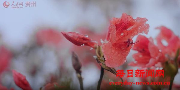  杜鹃花也有大小年