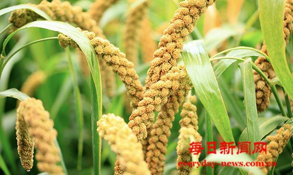 它是“食物黄金” 健脾、养胃、助眠……这