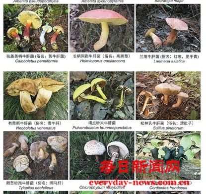 切莫存有侥幸心理，以身试毒不可取 吃菌季