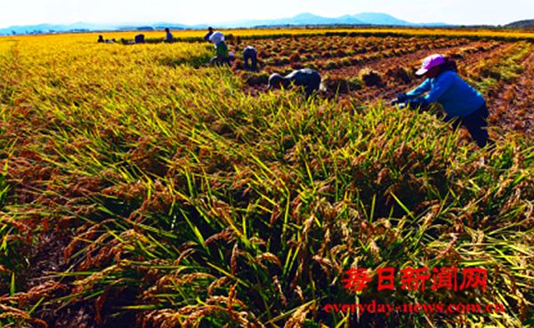    乡鱼跃绘盛景 山水藏秀引客来   