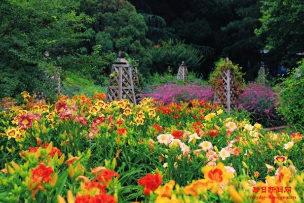 避暑纳凉！来国家植物园赏绚烂夏花