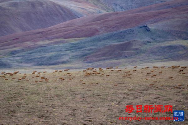 羌塘无人区深处：藏羚羊幼崽渡河记