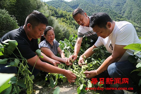 田间课堂炼真功  “六干”精耕赋能 “豆