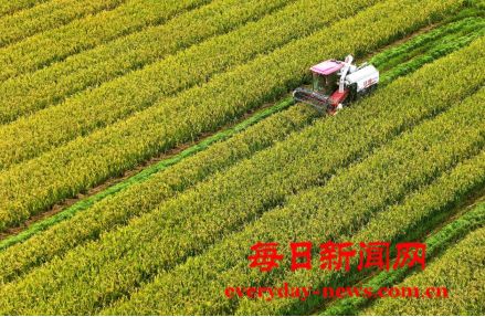 万荣：黄河岸边收稻忙