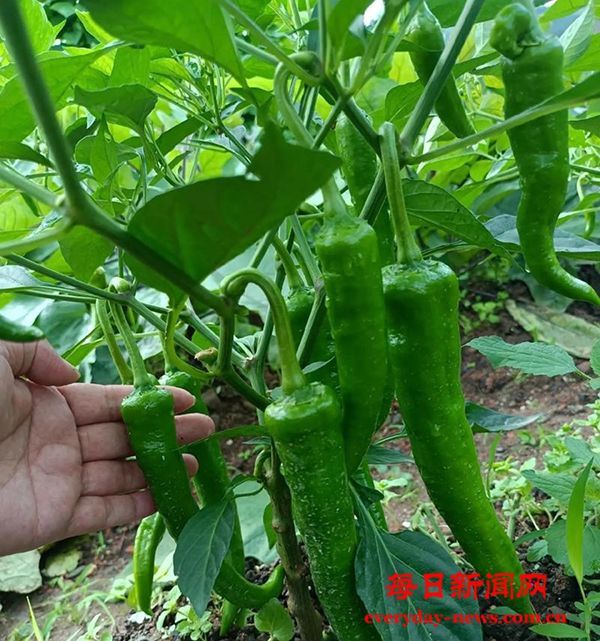 从争论到共识：预制菜与中央厨房的理性解读