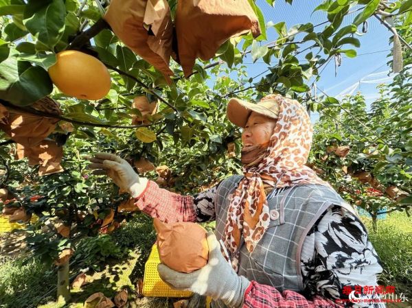 行进中国｜梨乡“金果”链出甜蜜产业