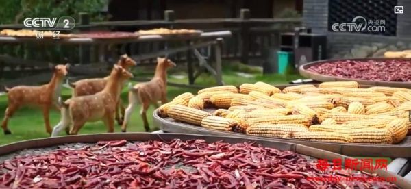“晒秋”点燃节日氛围 沉浸式古村体验受热