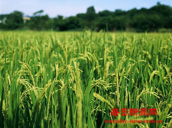 化肥之殇：聊城冠县农户绝收，济宁梁山厂家