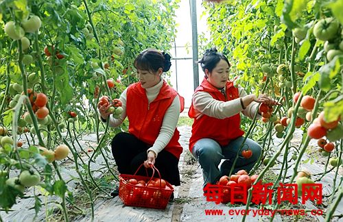 安徽涡阳：番茄结出“致富果” 乡村振兴别
