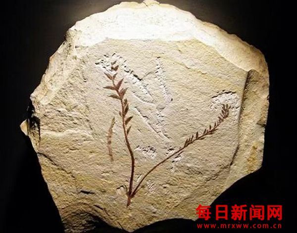 亿年化石一一 潘氏北票鲟揭开热河生物群演