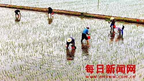 万荣：芒种插秧正当时 滩涂良田迎夏耕