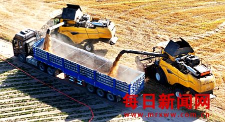 山西万荣黄河滩涂麦浪飘香迎丰收