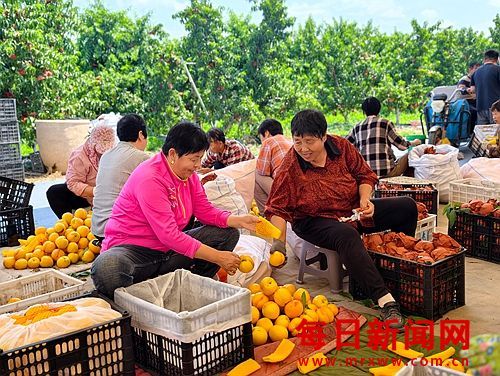 万荣汉薛：千亩桃园“甜”透振兴路