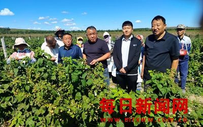 内蒙古乌兰浩特市呼和马场红树莓喜获丰收